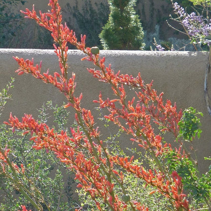 Coral Glow Texas Yucca (Hesperaloe)