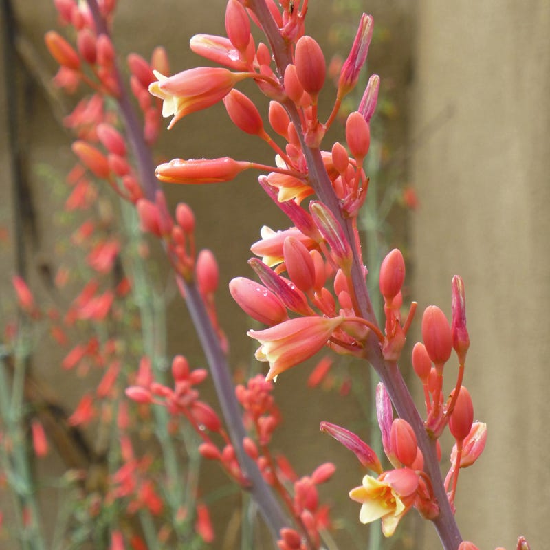 Hesperaloe parviflora Coral Glow