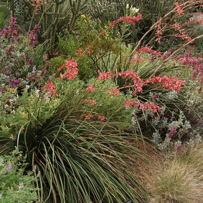 Texas Red Yucca (Hesperaloe)