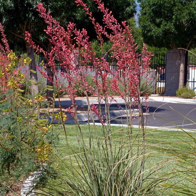 can red yucca grow in shade Straight Up Red Texas Yucca, Hesperaloe parviflora