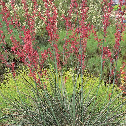 is red yucca a succulent Texas Red Yucca, Hesperaloe parviflora