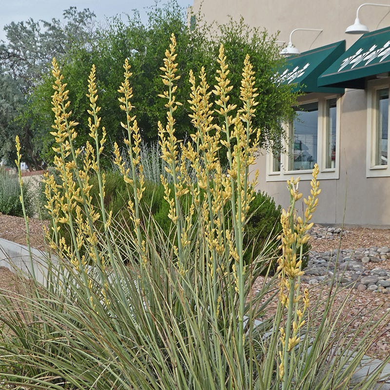 Yellow Flowering Texas Yucca (Hesperaloe parviflora) - Thumbnail 3