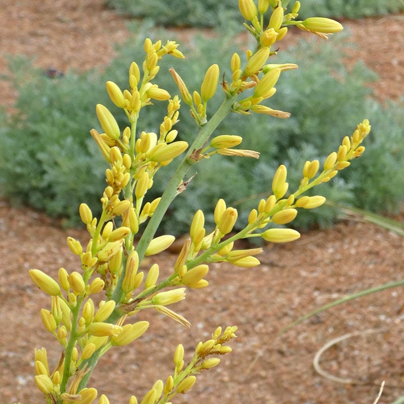 Yellow Flowering Texas Yucca (Hesperaloe parviflora) - Thumbnail 2