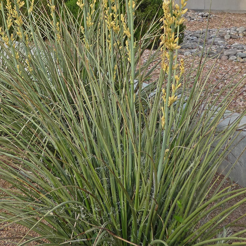 Yellow Flowering Texas Yucca (Hesperaloe parviflora) - Thumbnail 5