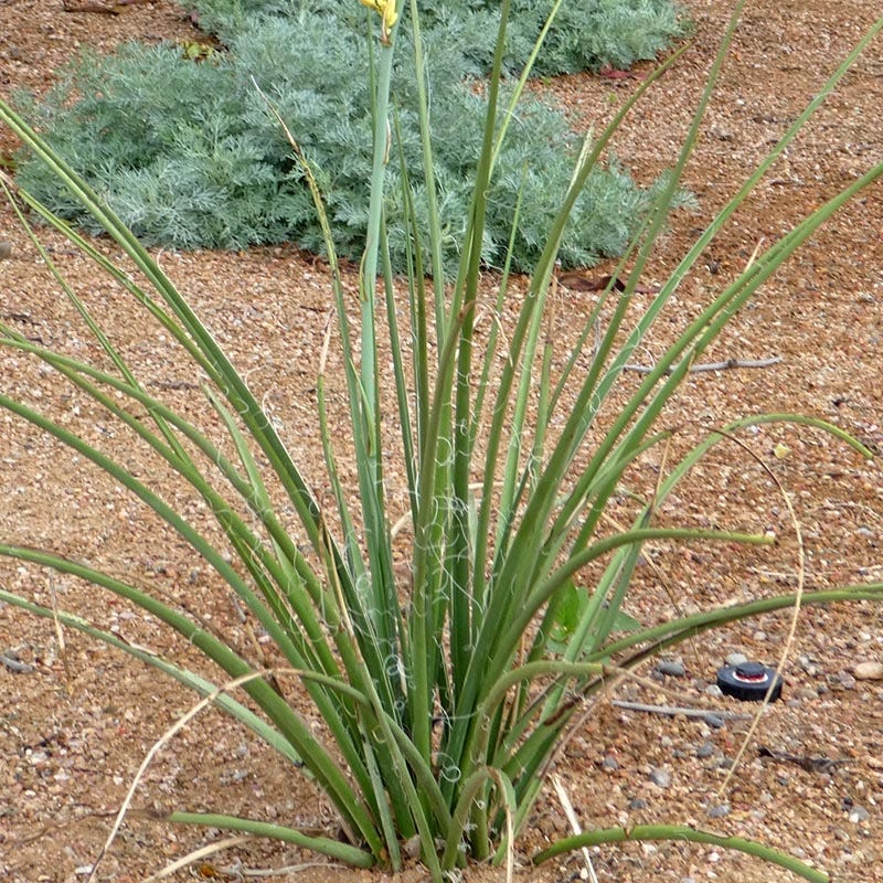 Yellow Flowering Texas Yucca (Hesperaloe)