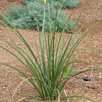 Yellow Flowering Texas Yucca (Hesperaloe)