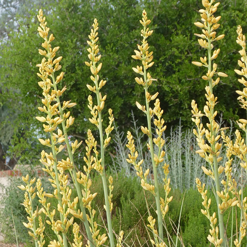 succulent with tall yellow flowers Yellow Texas Yucca, Hesperaloe parviflora Yellow