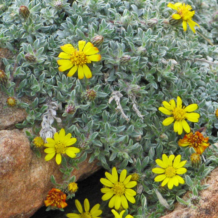 creeping succulent yellow flowers Creeping Goldenaster, Heterotheca jonesii