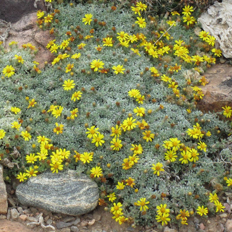 Creeping Goldenaster (Heterotheca)