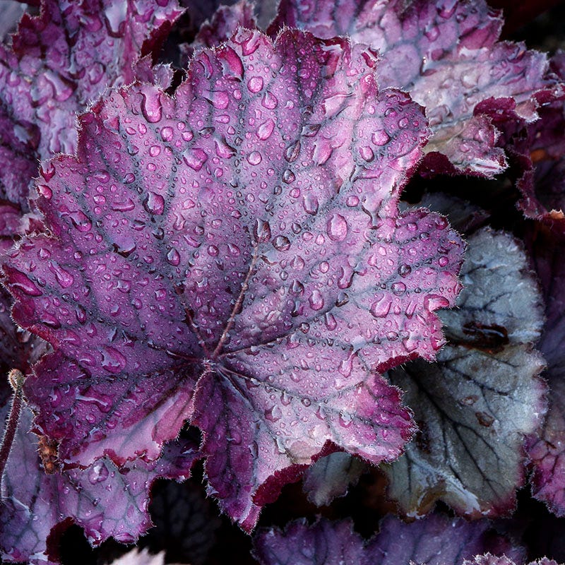 Northern Exposure Purple Coral Bells