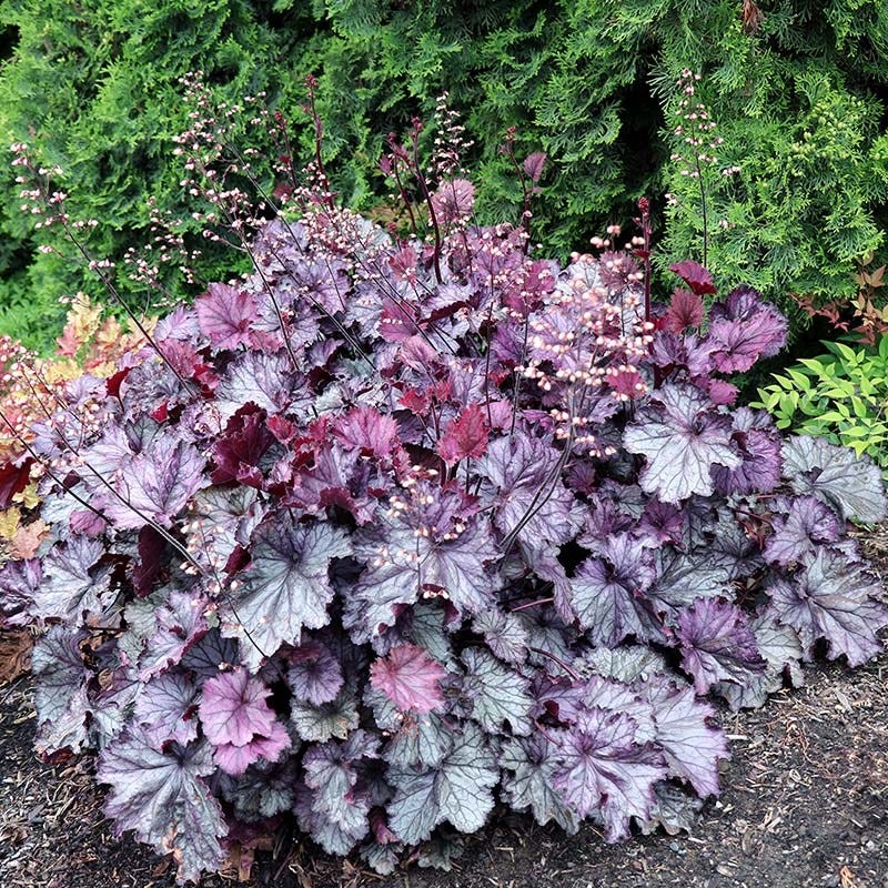 Northern Exposure™ Purple Coral Bells