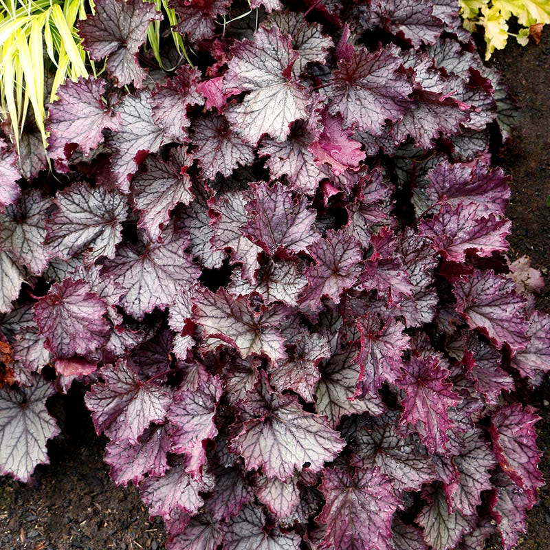 Northern Exposure™ Purple Coral Bells