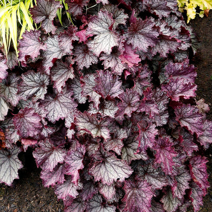 Northern Exposure™ Purple Coral Bells