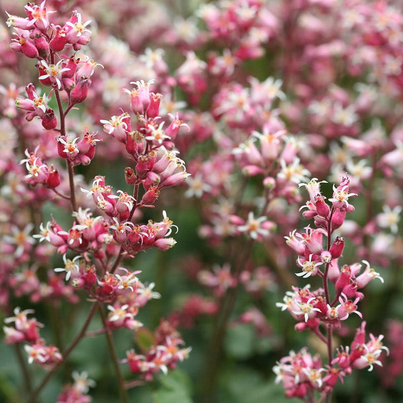 Sandia Coral Bells