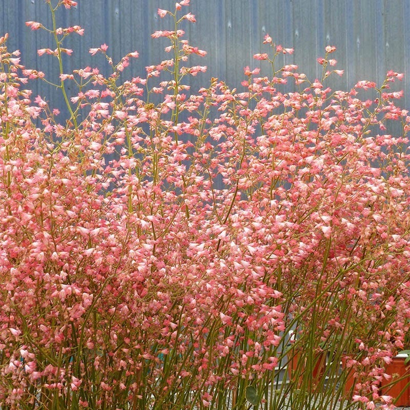 Weston Pink Coral Bells | Summer-Long Pink Blooms