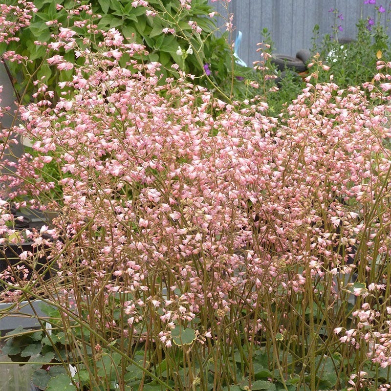 Weston Pink Coral Bells