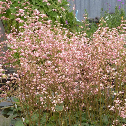 Weston Pink Coral Bells