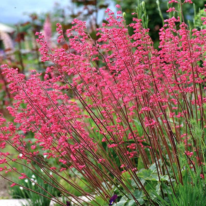 Dwarf Coral Bells