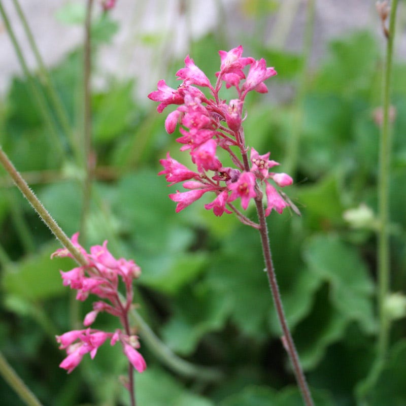 Dwarf Coral Bells