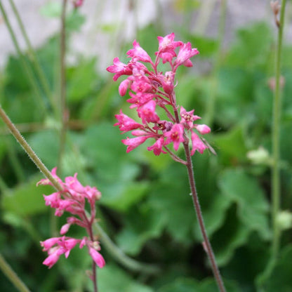 Dwarf Coral Bells
