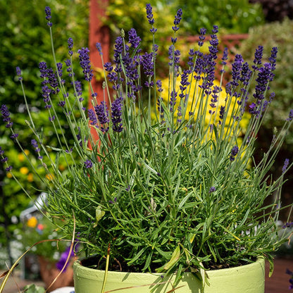 where to buy potted lavender plants Hidcote Superior English Lavender, Lavandula angustifolia