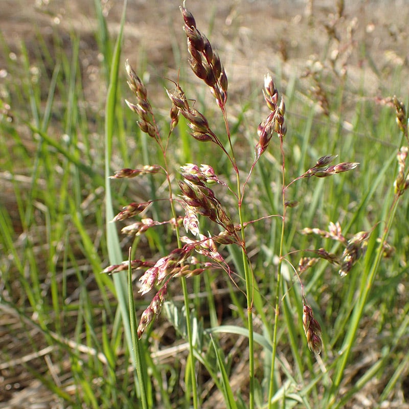 Sweetgrass, Hierochloe odorata