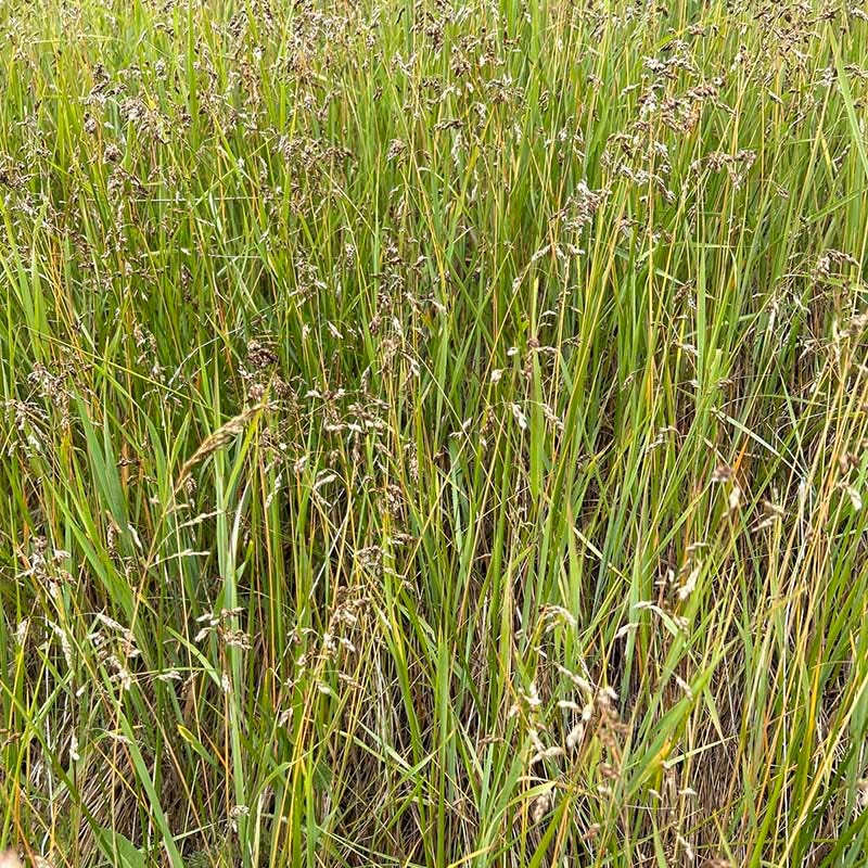 Sweetgrass, Hierochloe odorata