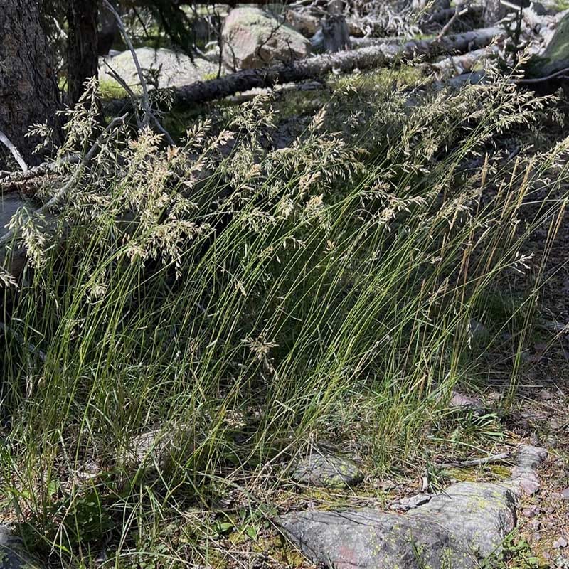 Sweetgrass, Hierochloe odorata