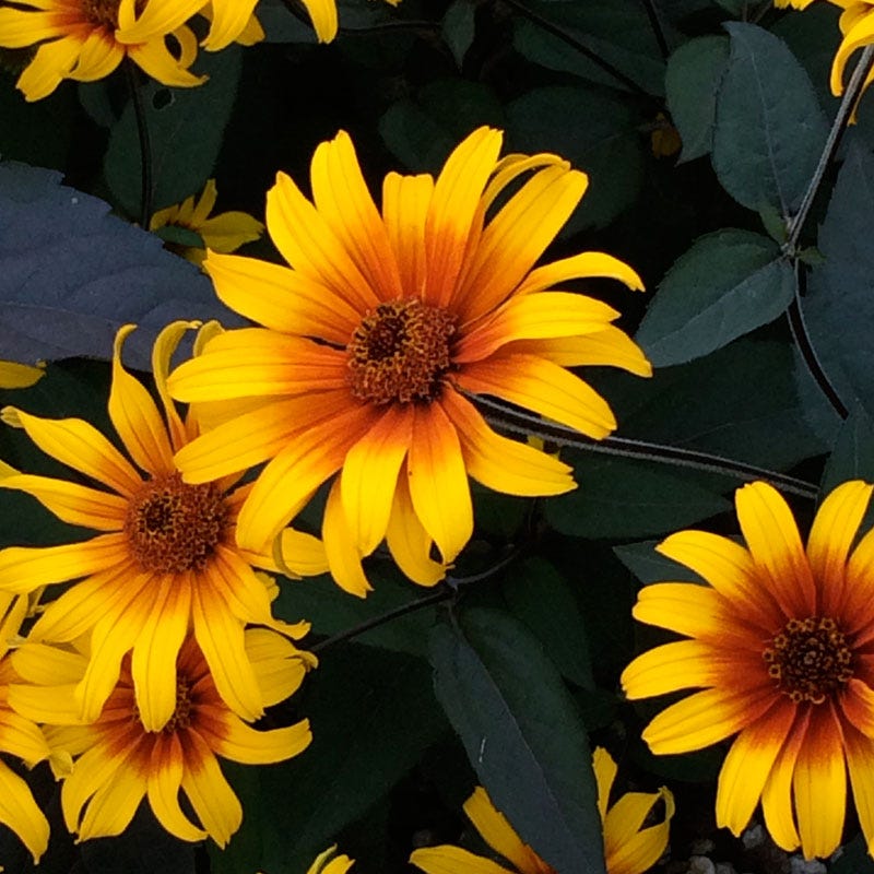 Burning Hearts Heliopsis