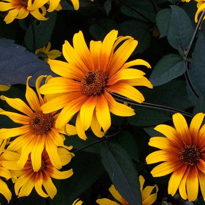 Burning Hearts Heliopsis