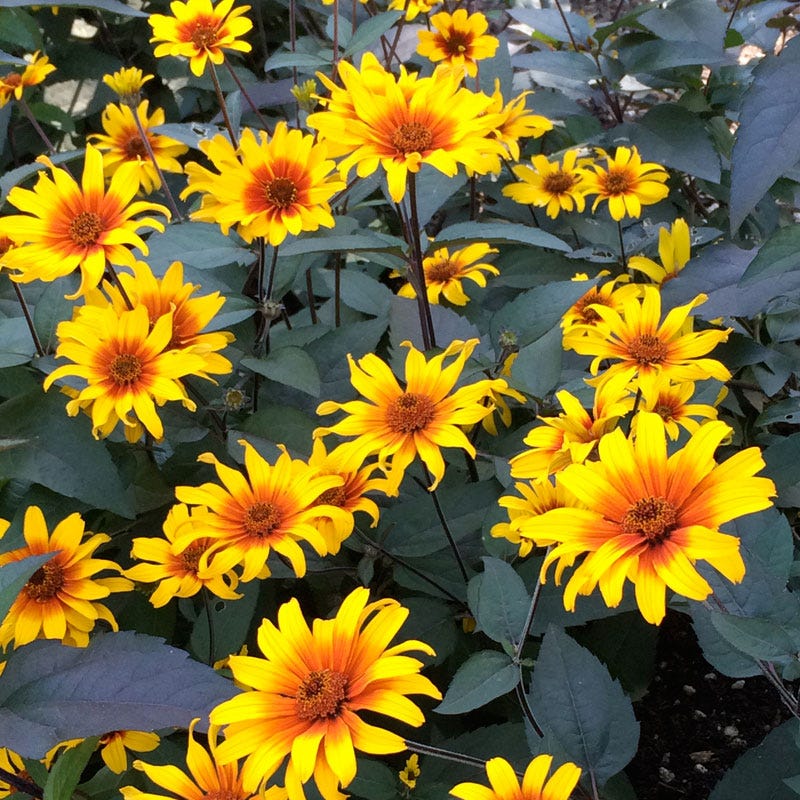 Heliopsis helianthoides 'Burning Hearts'