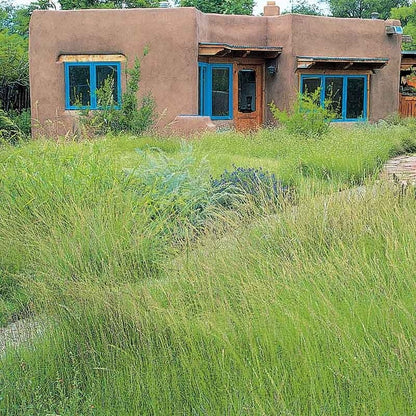 High Mountain Native Grass Seed Mix