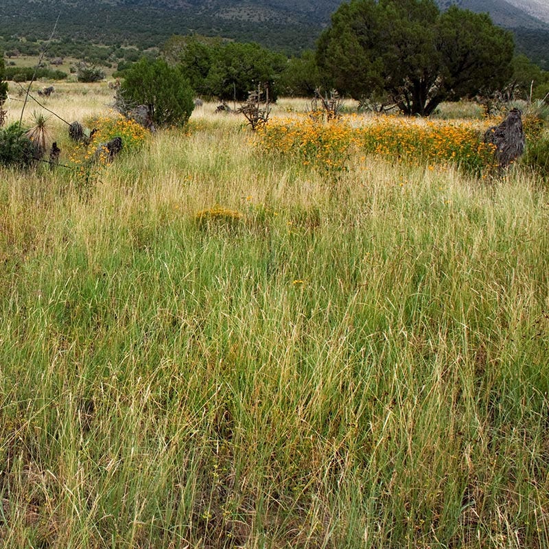 High Mountain Native Grass Seed Mix