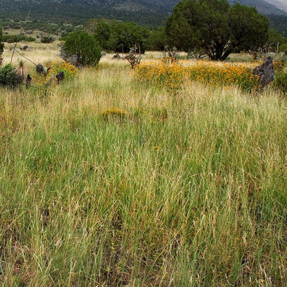 High Mountain Native Grass Seed Mix