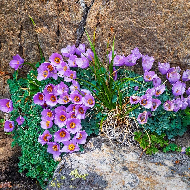 Himalayan Spurless Columbine