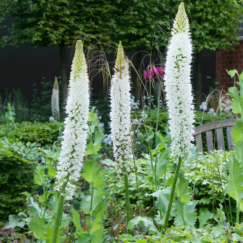 foxtail lily white Himalayan Foxtail Lily, Eremurus