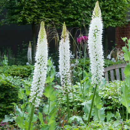 Himalayan Foxtail Lily (Eremurus)