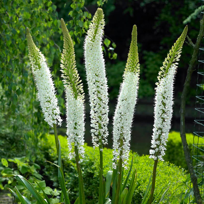 white foxtail lily Himalayan Foxtail Lily, Eremurus