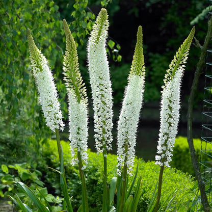 Himalayan Foxtail Lily (Eremurus)