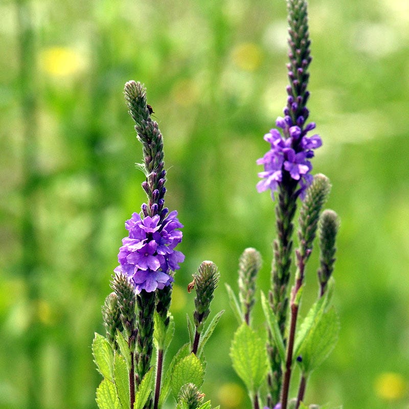 High Country Gardens Hoary Vervain - Thumbnail 2