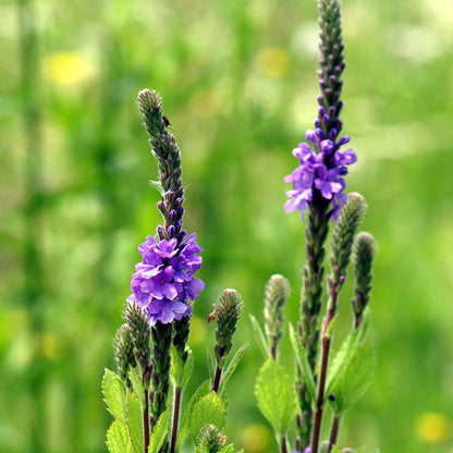 Hoary Vervain
