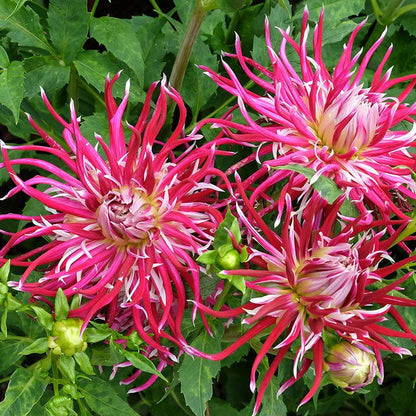 Stars of the Garden Dahlia Collection