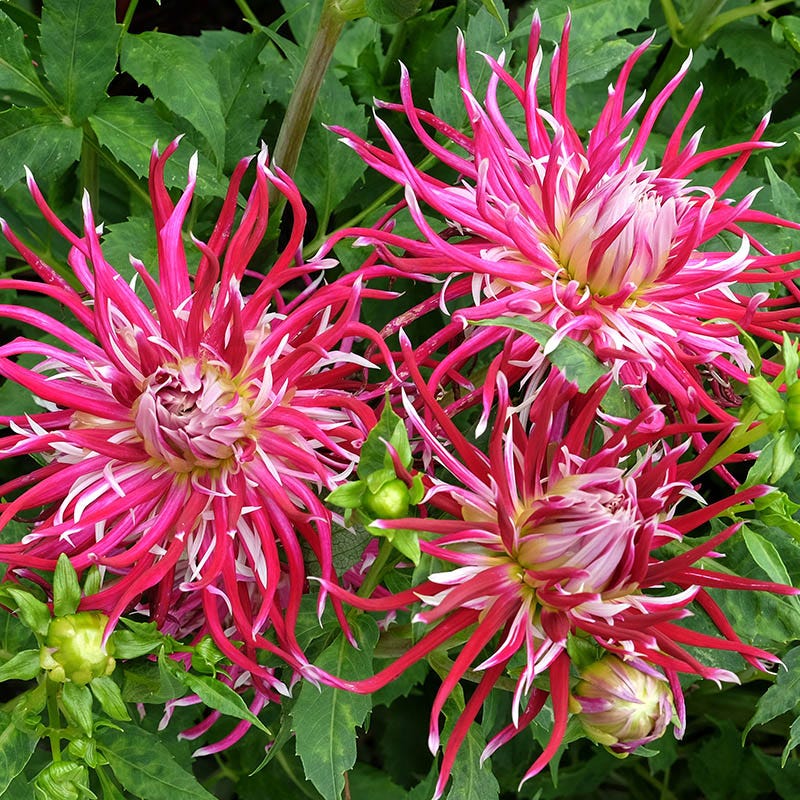 Hollyhill Spider Woman Cactus Dahlia - Thumbnail 2