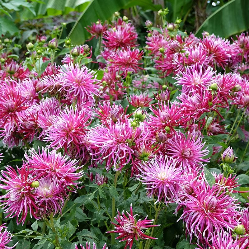 pink spider plant Hollyhill Spider Woman Cactus Dahlia Bulbs
