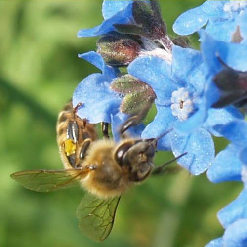 Honey Bee Wildflower Seed Mix | High Country Gardens