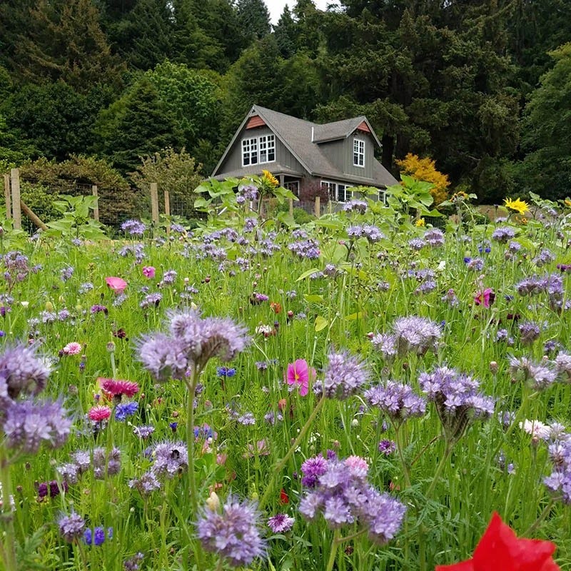 high country gardens wildflower seeds Honey Bee Wildflower Seed Mix