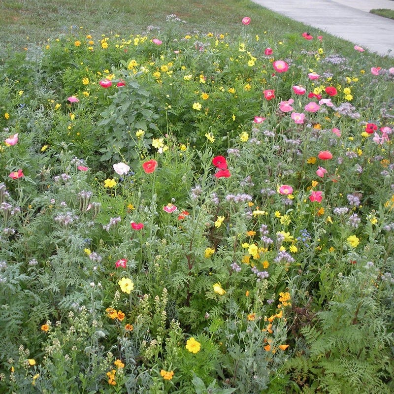 pennington wildflower seed Honey Bee Wildflower Seed Mix