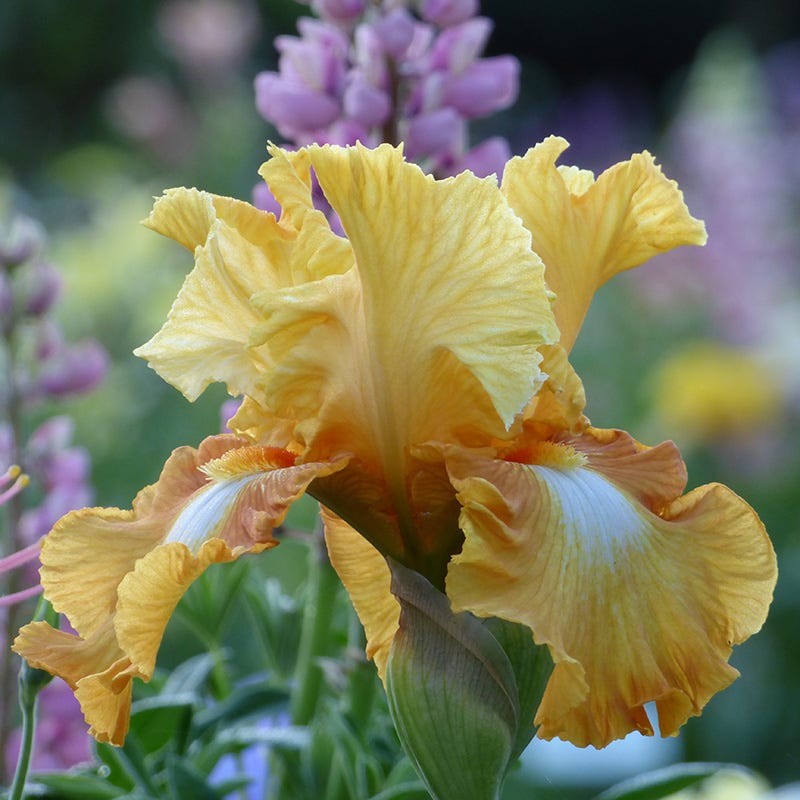 Honeycomb Bearded Iris