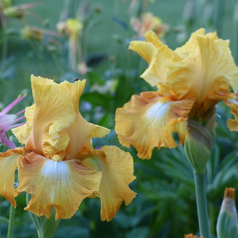 strapless open back dress Honeycomb Bearded Iris