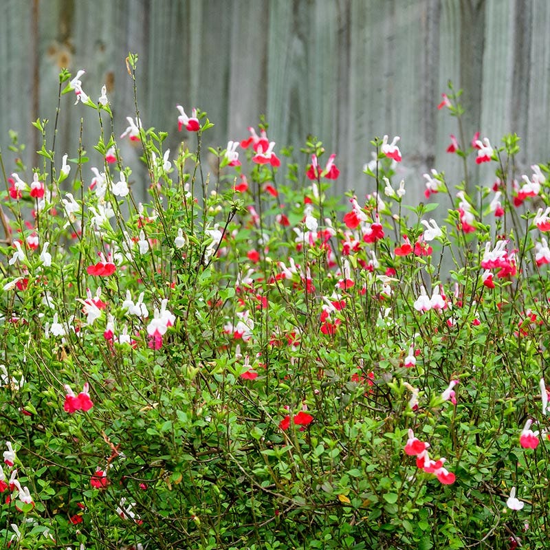 succulent that looks like lips Salvia Hot Lips, Hot Lips Sage